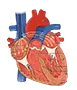 Cardiac Electrophysiology